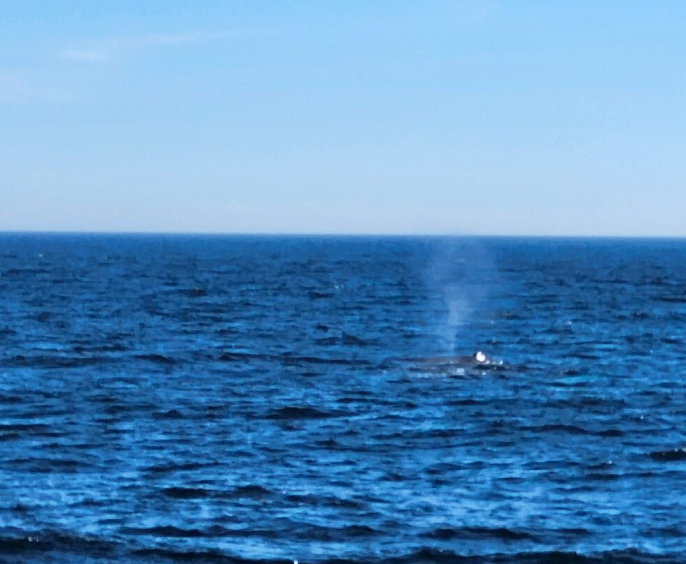 Bar Harbor Whale Watch Co.-巴港必去景点