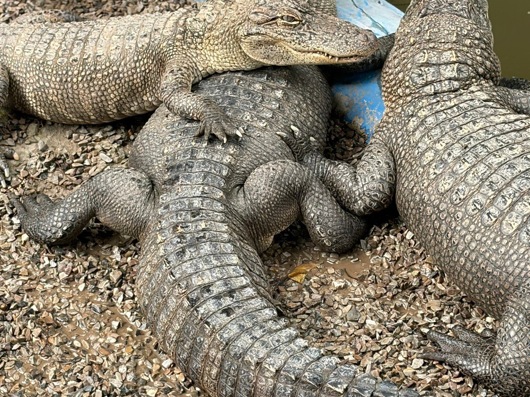 Arkansas Alligator Farm & Petting Zoo-温泉城必去景点