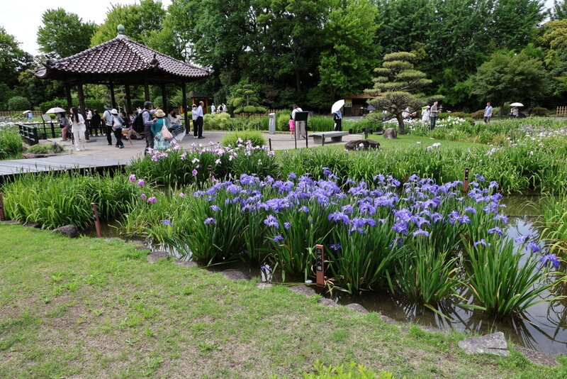 城北公园菖蒲园-大阪市必去景点