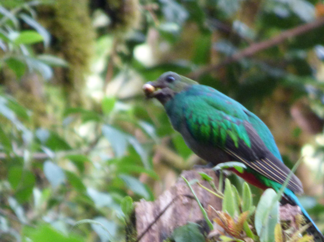 Highland Birds Tours-多塔圣赫拉多必去景点