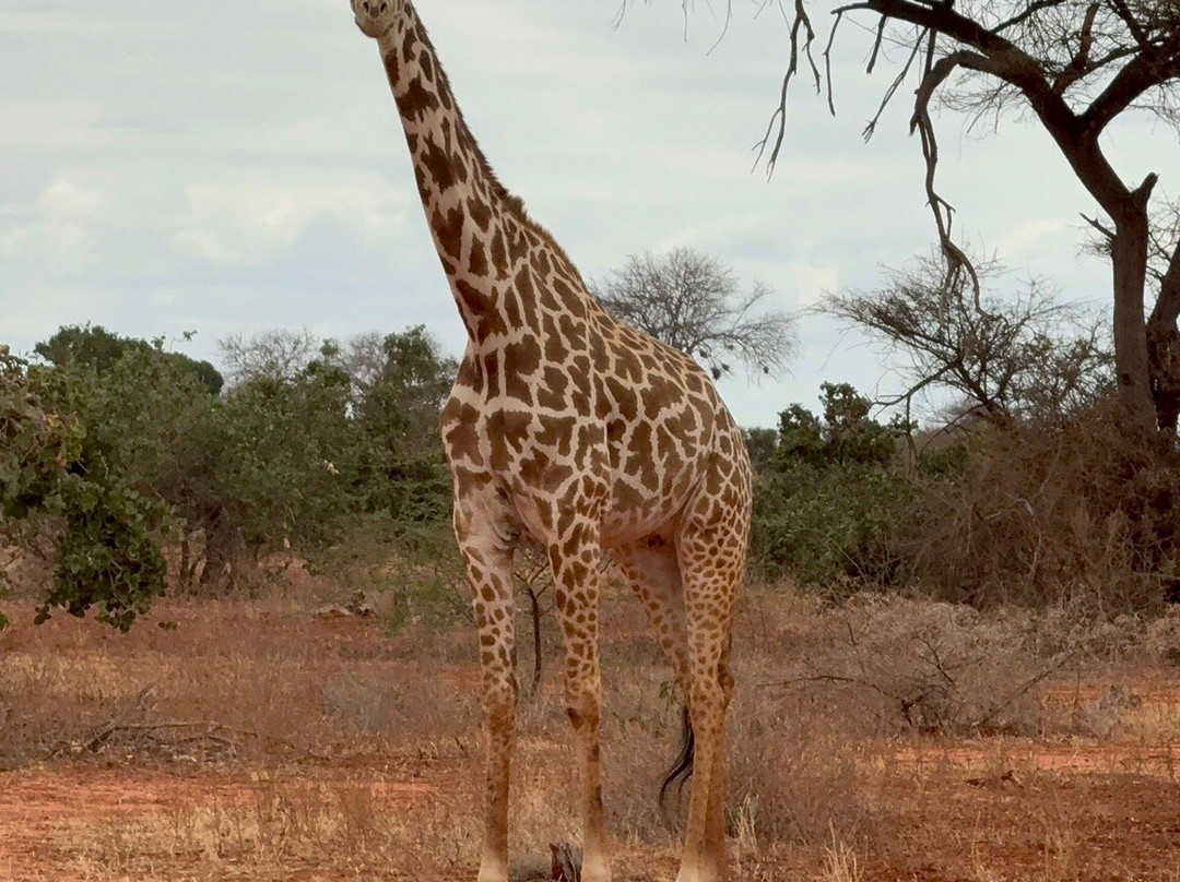 Gattokko - Safari e Tours in Kenya-瓦塔木必去景点