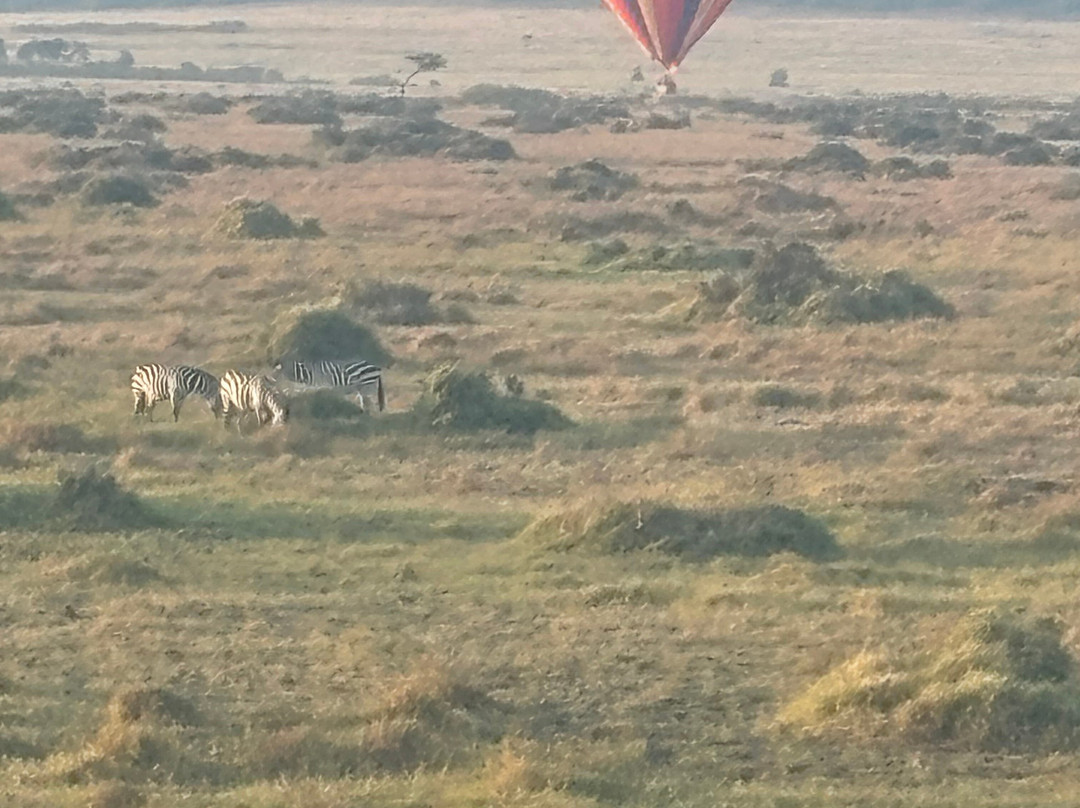 Skyship Co. Balloon Safaris-马赛马拉国家野生动物保护区必去景点