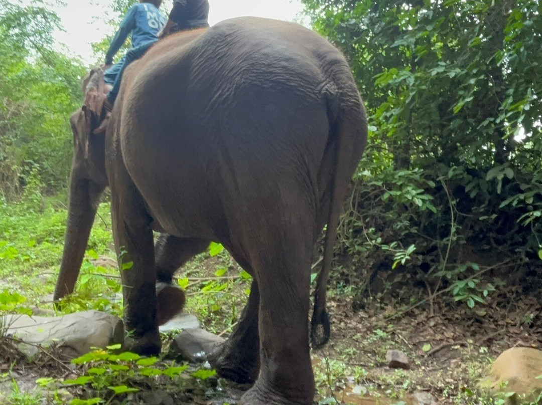 Manifa Elephant Camp-Sang Ha必去景点