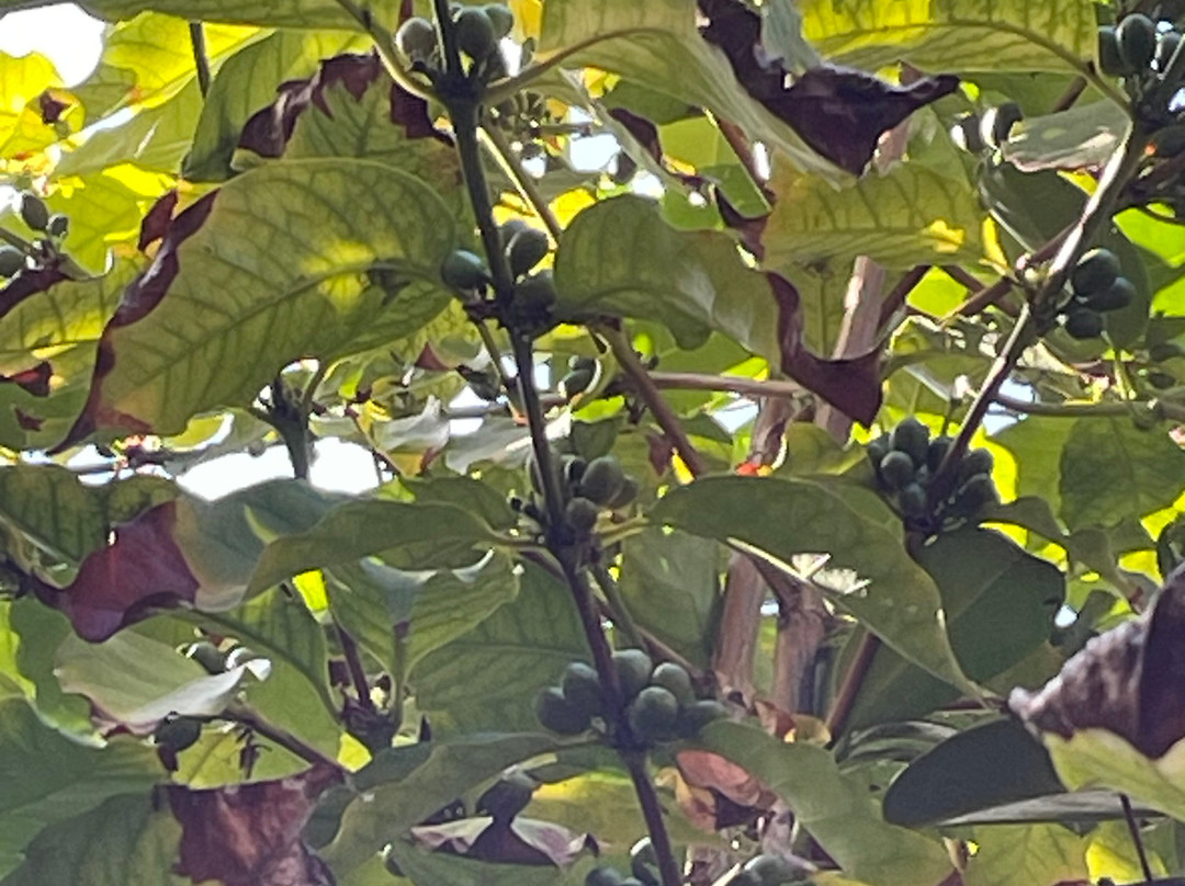 Jardin de Orquideas de Sitio Litre-德拉克鲁兹索尔港必去景点