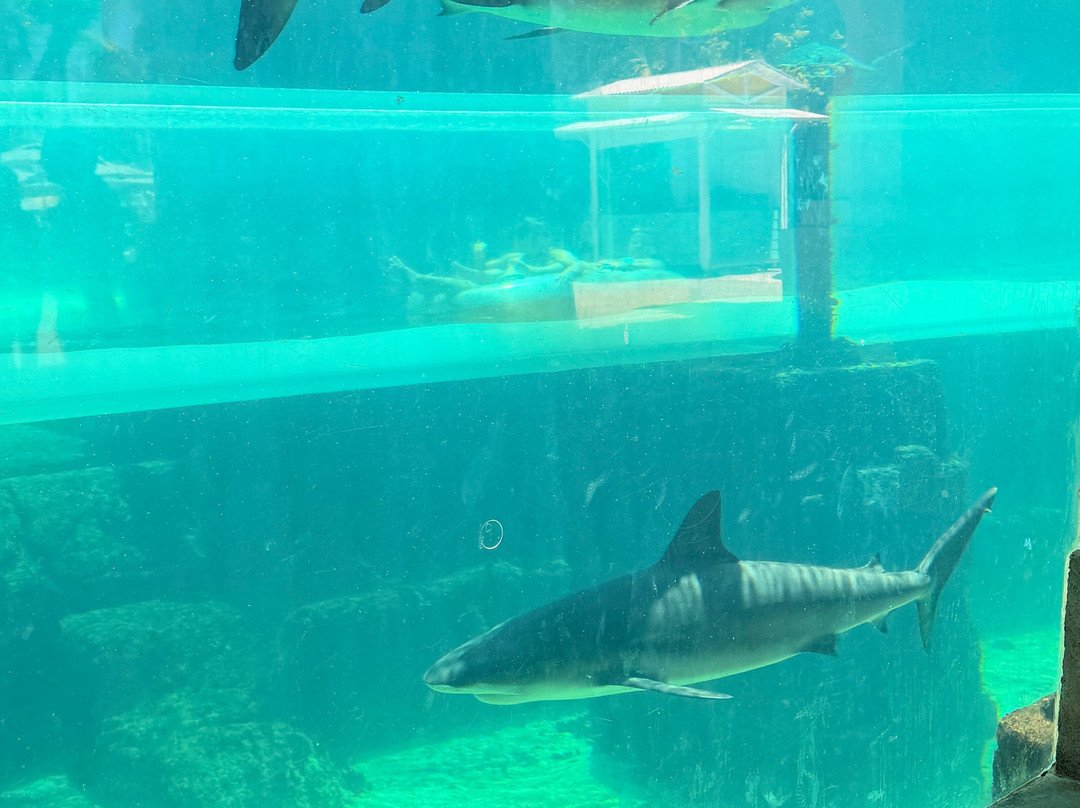 Marine Habitat at Atlantis-天堂岛必去景点