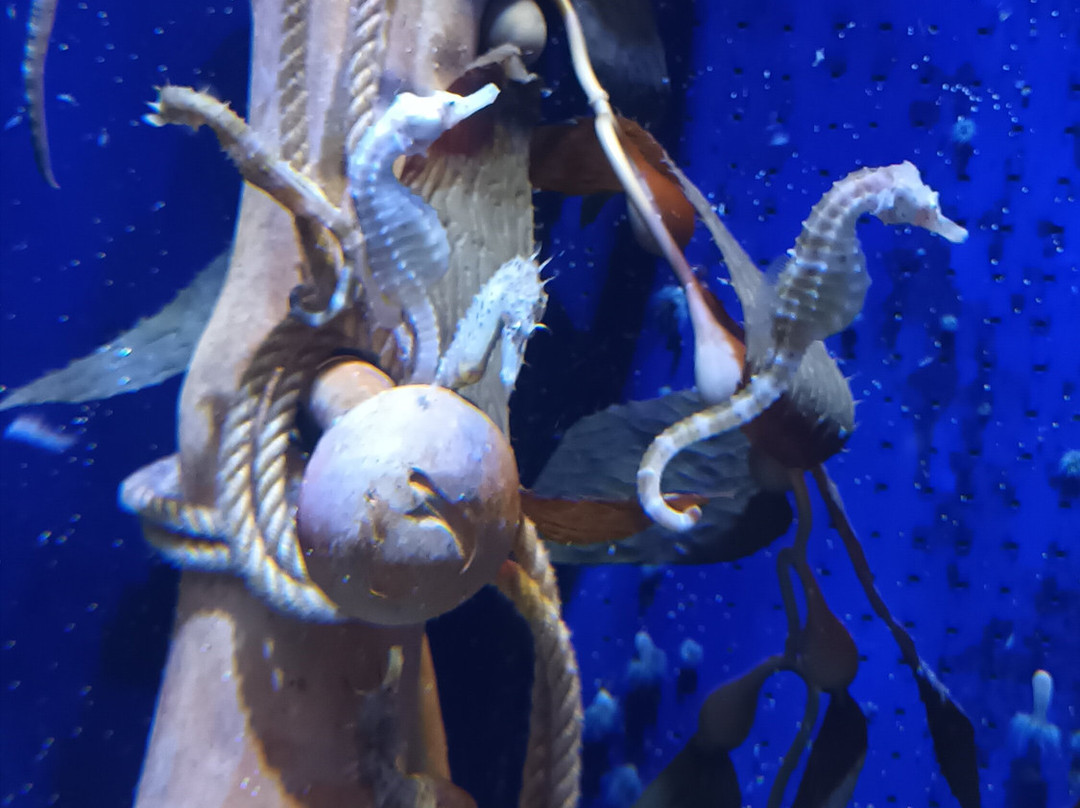 Seaquarium Institut Marin-勒格罗迪鲁瓦必去景点