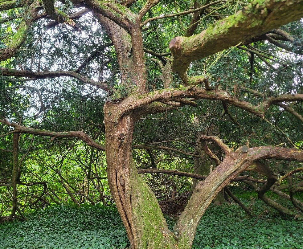 Plas Cadnant Hidden Gardens-Menai Bridge必去景点