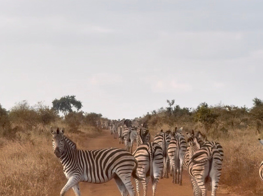 Honey Badger Safaris Kruger Tours-玛洛斯帕克必去景点