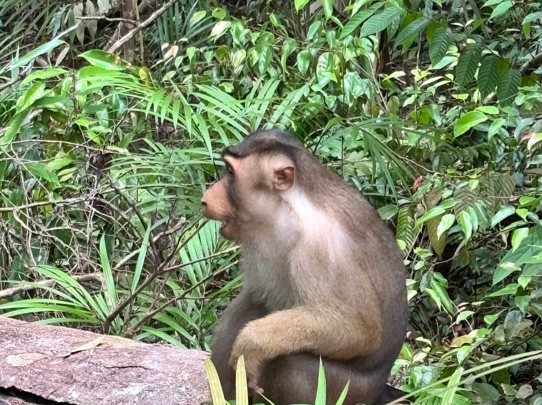 Sumatra Orangutan Explore-武吉拉旺必去景点