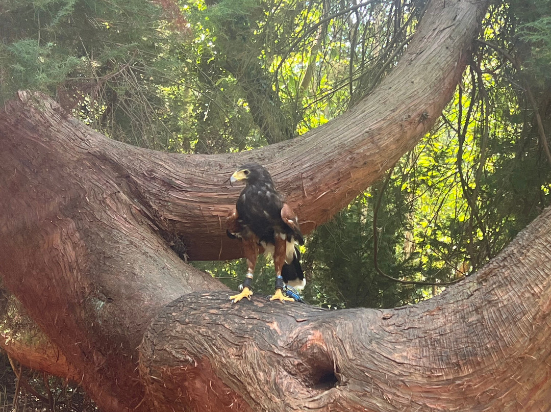 East Sussex Falconry-Herstmonceux必去景点
