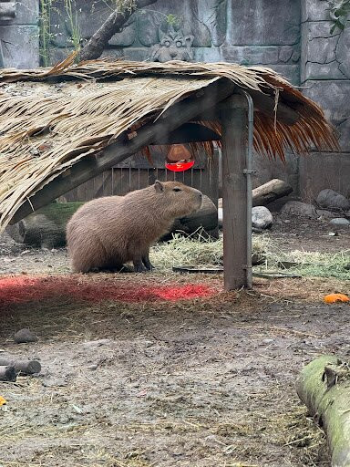 Buin Zoo-Buin必去景点