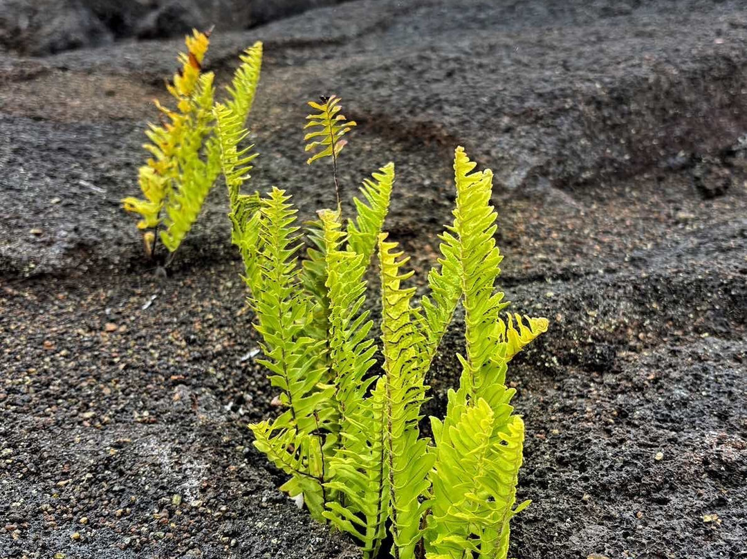 Hawai'i Volcanoes National Park Kahuku Unit-纳勒胡必去景点