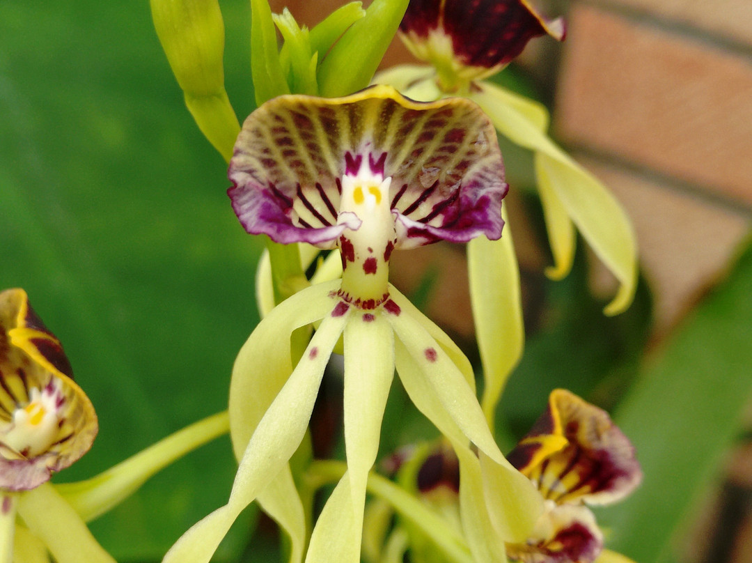 Eric Young Orchid Foundation-Trinity必去景点