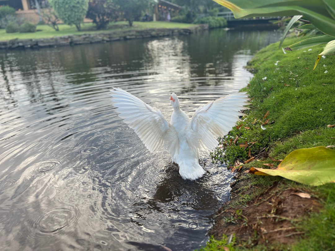 史密斯家族花园的烤猪大餐-利胡埃必去景点