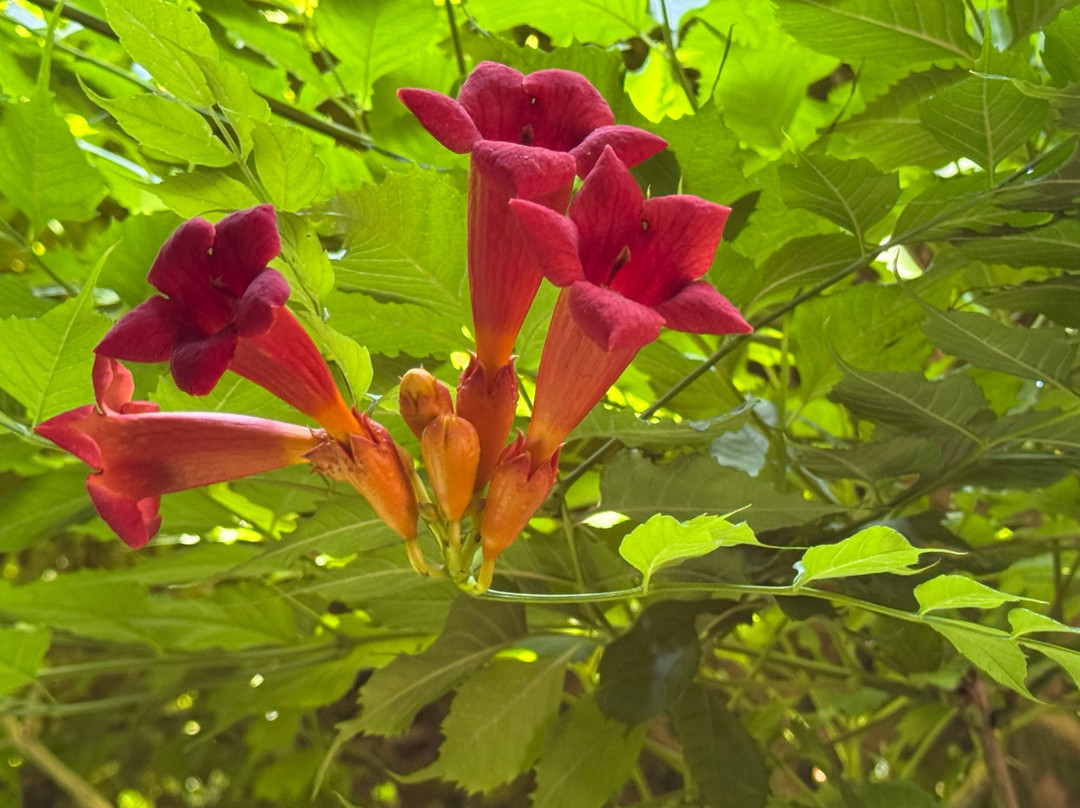 Ventnor Botanic Garden-文特诺必去景点