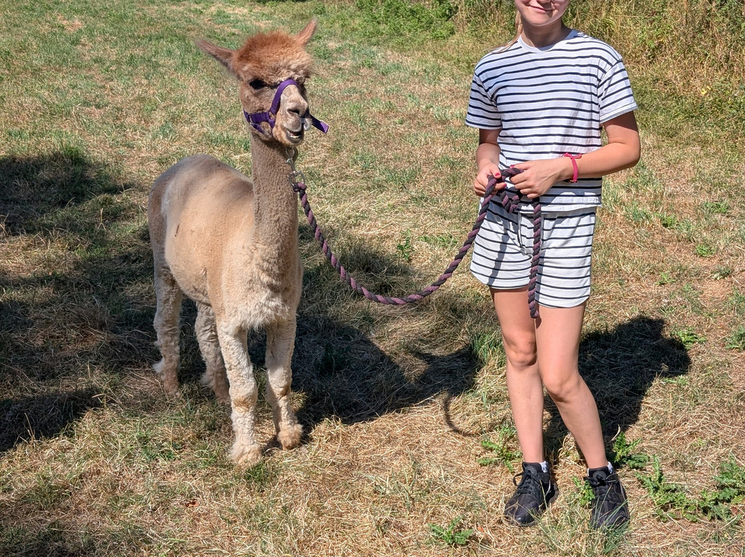 Bell Farm Alpacas-Pensford必去景点
