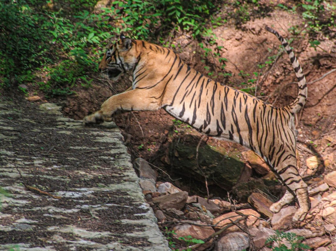 Sariska Tiger Reserve-阿尔瓦必去景点