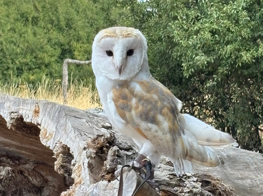 Feathers and Fur Falconry Centre-布拉克内尔必去景点