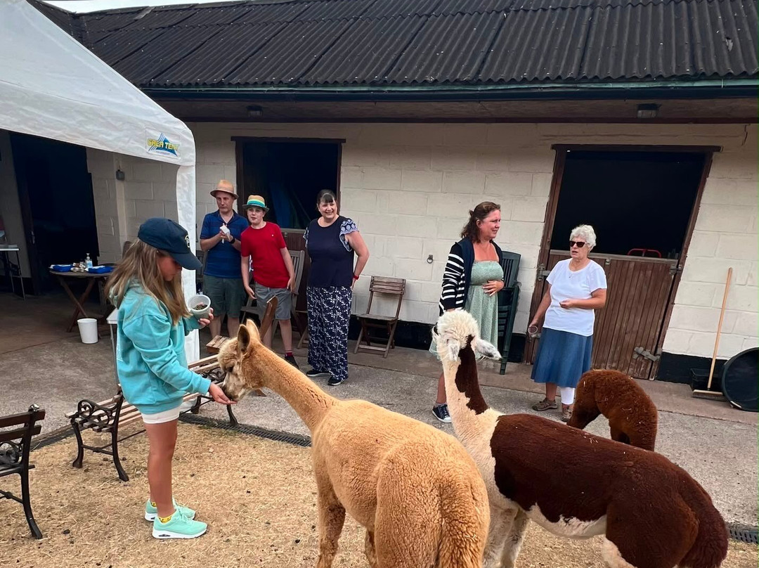 Stoke Wood Alpacas-汤顿必去景点