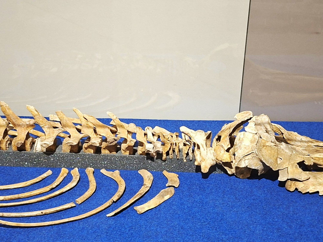 Museo Paleontologico Territoriale dell'Astigiano-阿斯蒂必去景点