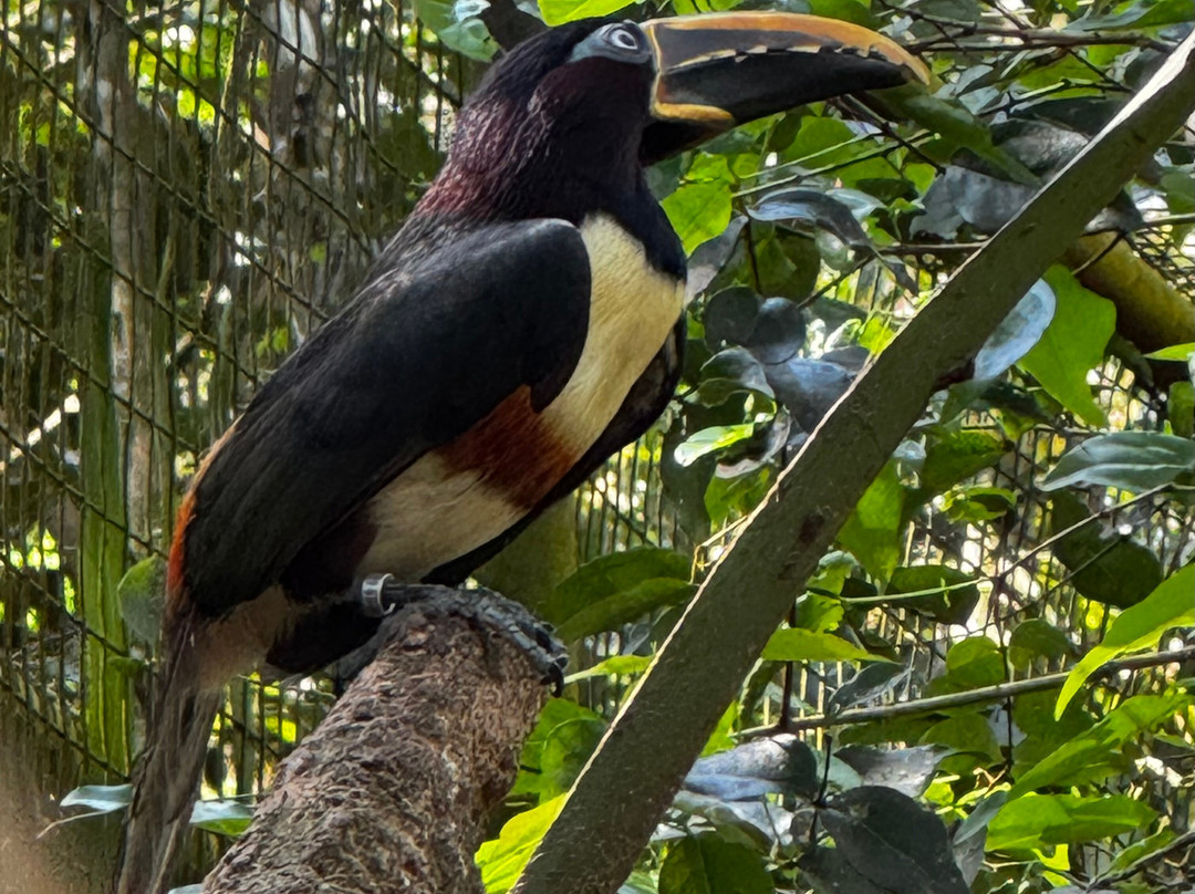 Parque das Aves-伊瓜苏必去景点