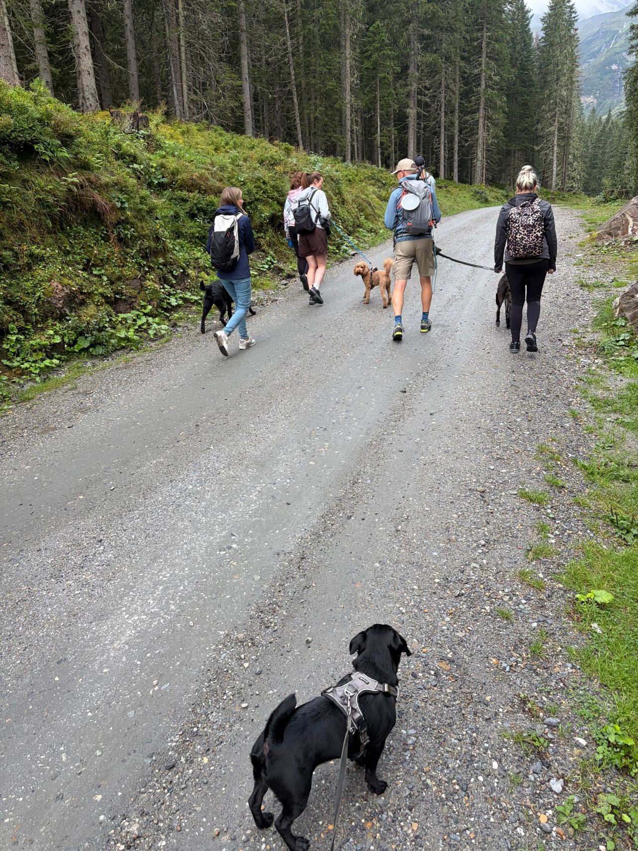 Hotel Grimming Dogs and Friends-旅行者