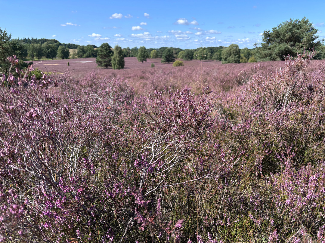 Naturpark Lüneburger Heide-Egestorf必去景点