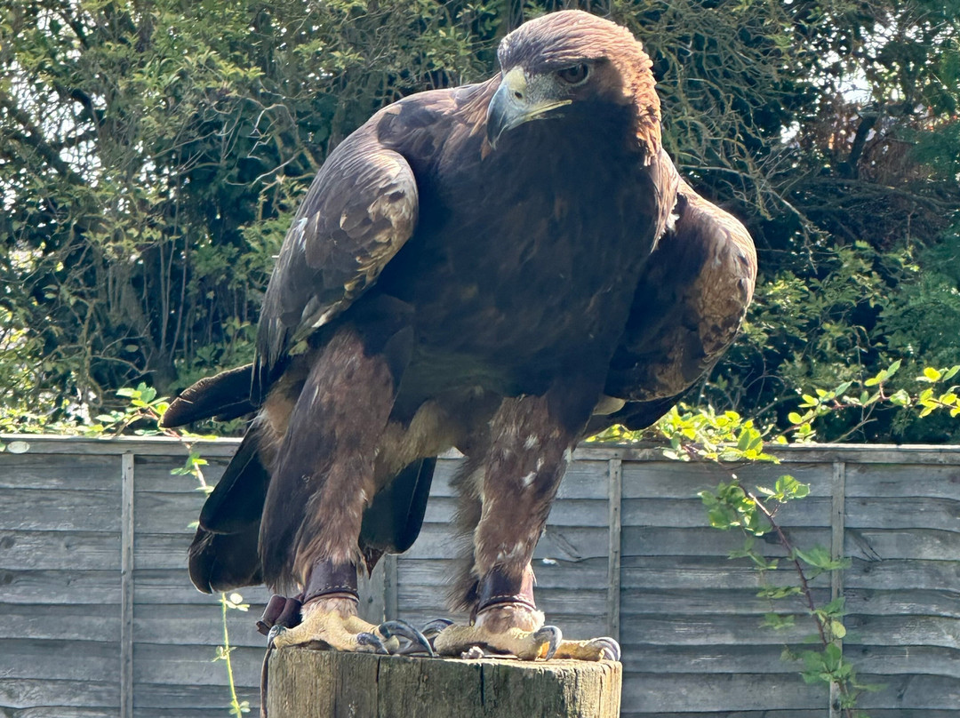 Baytree Owl and Raptor Centre-Spalding必去景点