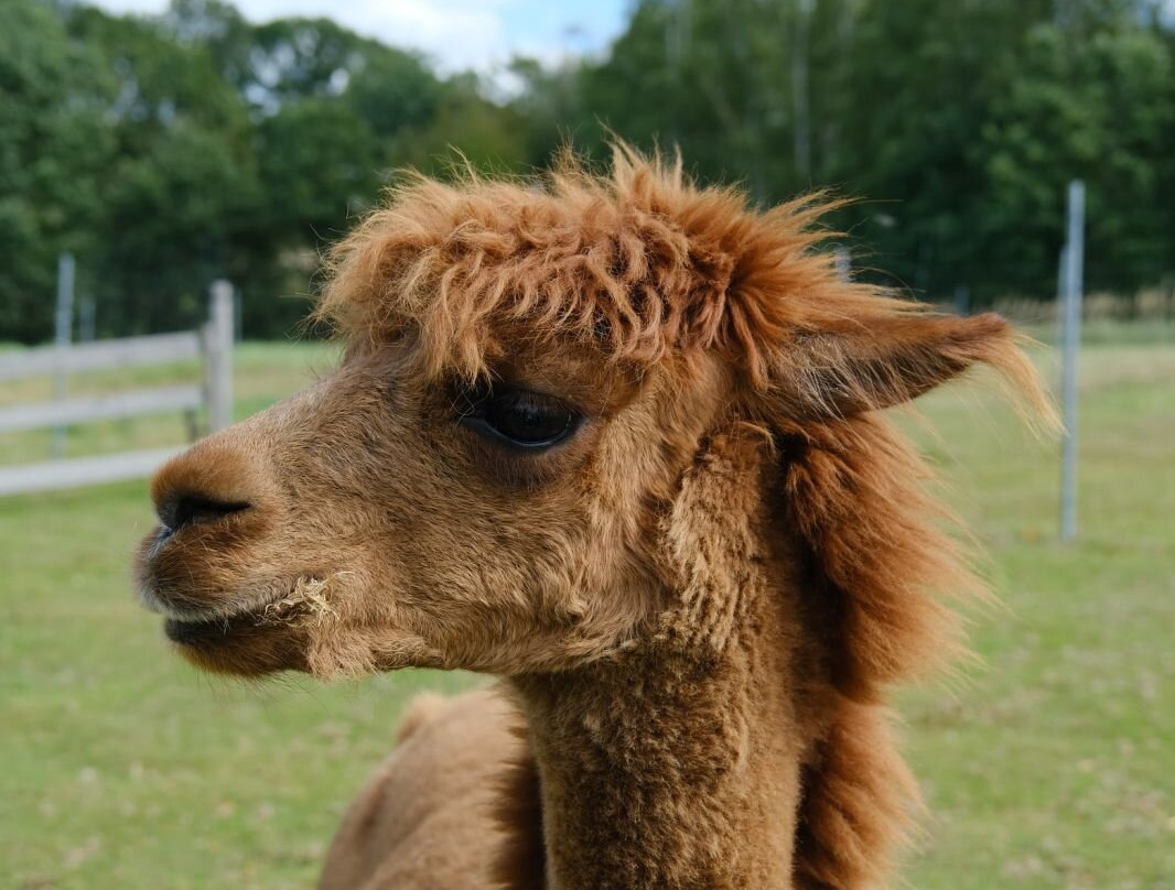 Alpaca Home-Krzyszkowice必去景点