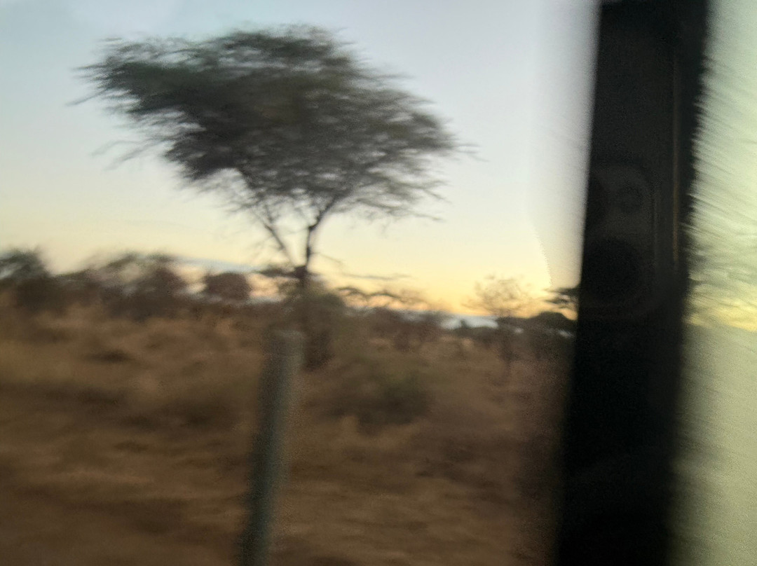 KingTomondo Safaris Kenya-蒙巴萨必去景点