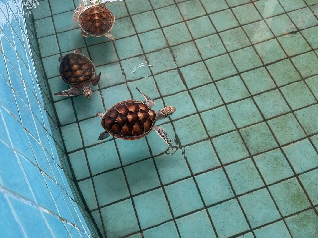 Turtle Conservation Center-泰曼必去景点