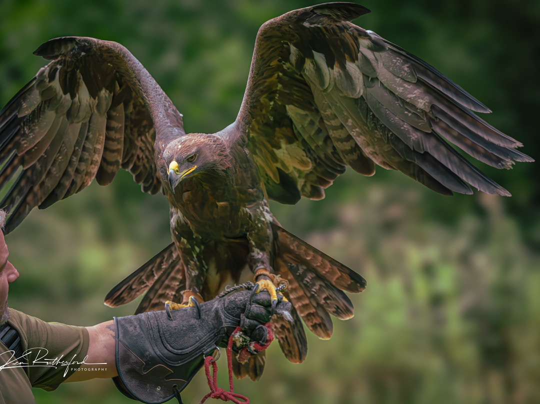 Riverside Falconry-纽卡斯尔必去景点