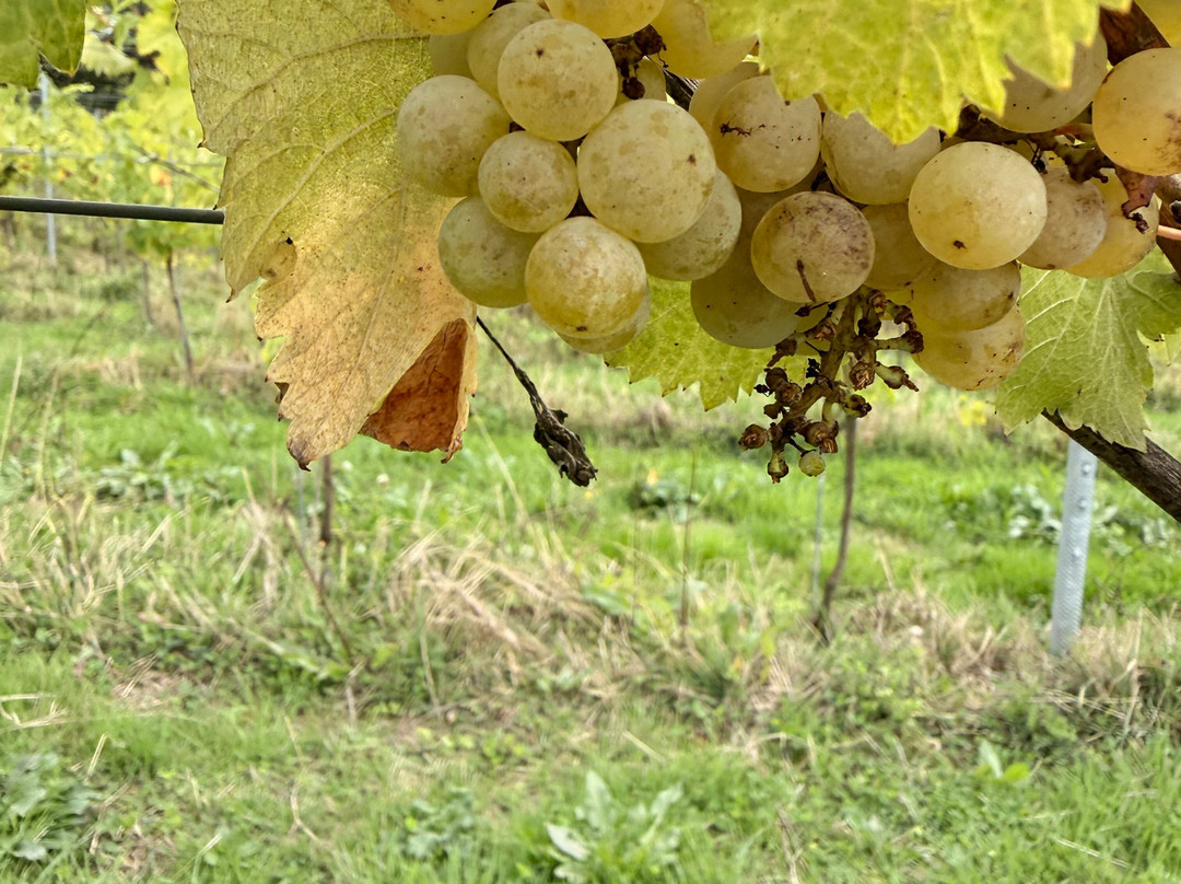 Wayfarer Wines-Woodchurch必去景点