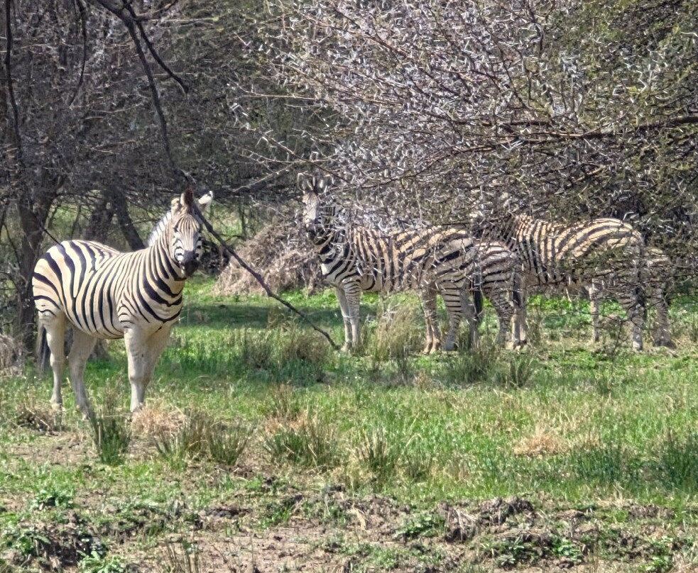 Gaborone Game Reserve-嘉伯隆里必去景点