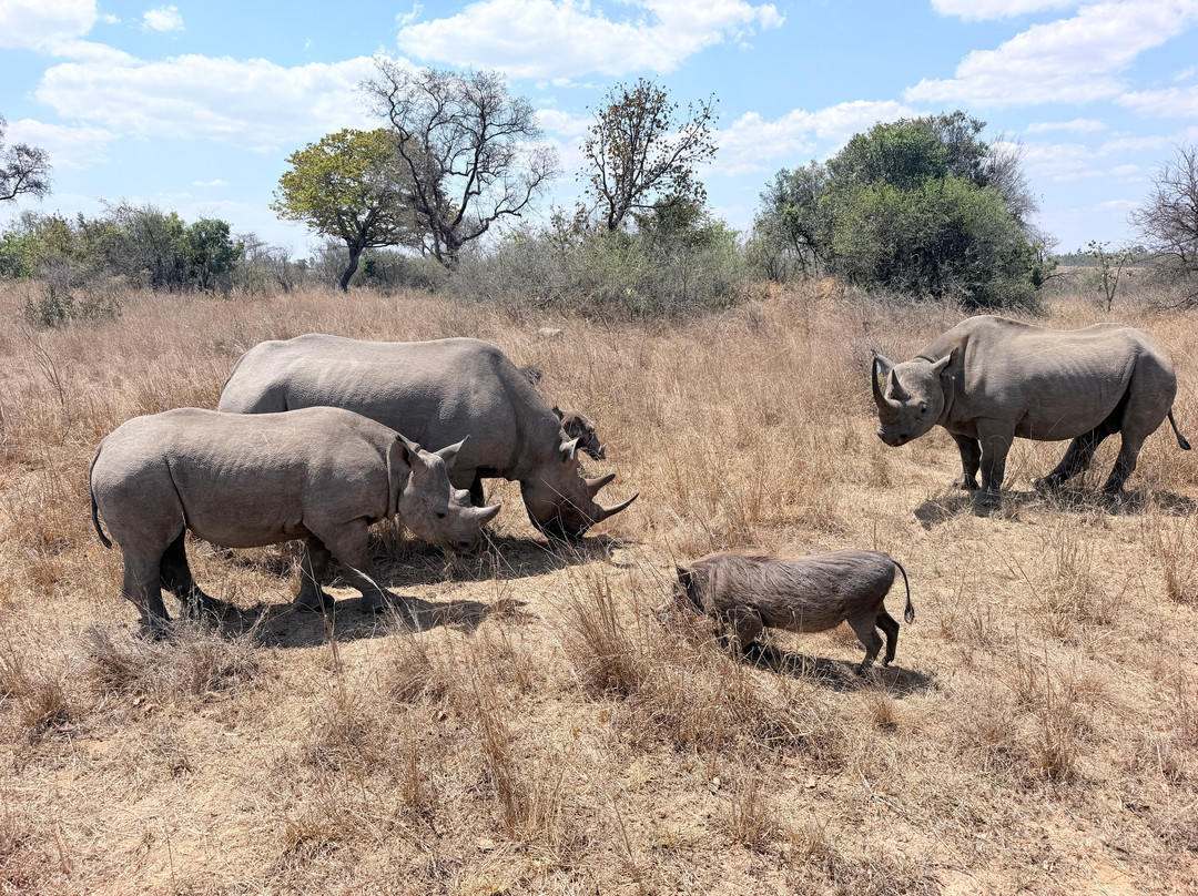 Imire: Rhino & Wildlife Conservation-韦扎必去景点
