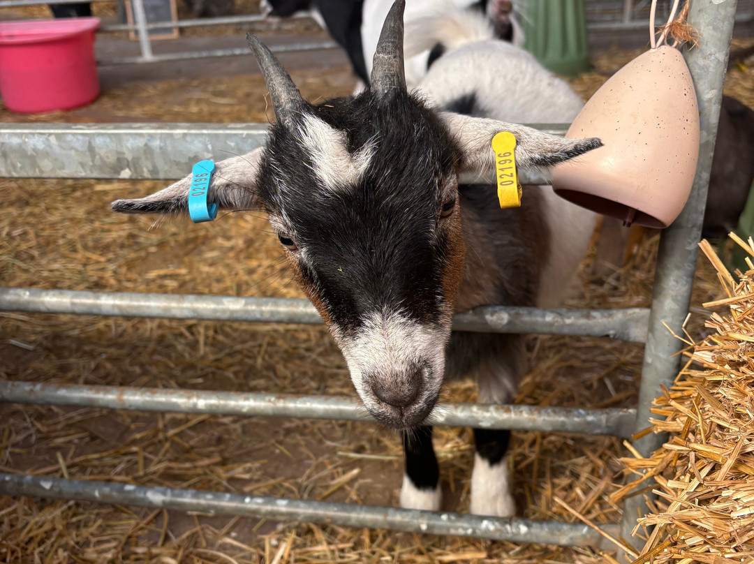 Woodlands Alpaca Farm-沃灵顿必去景点