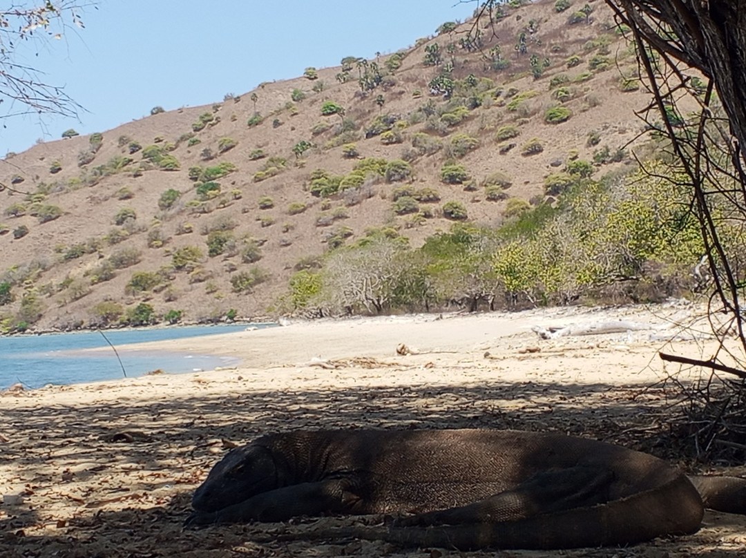 Komodo Island-科莫多国家公园必去景点