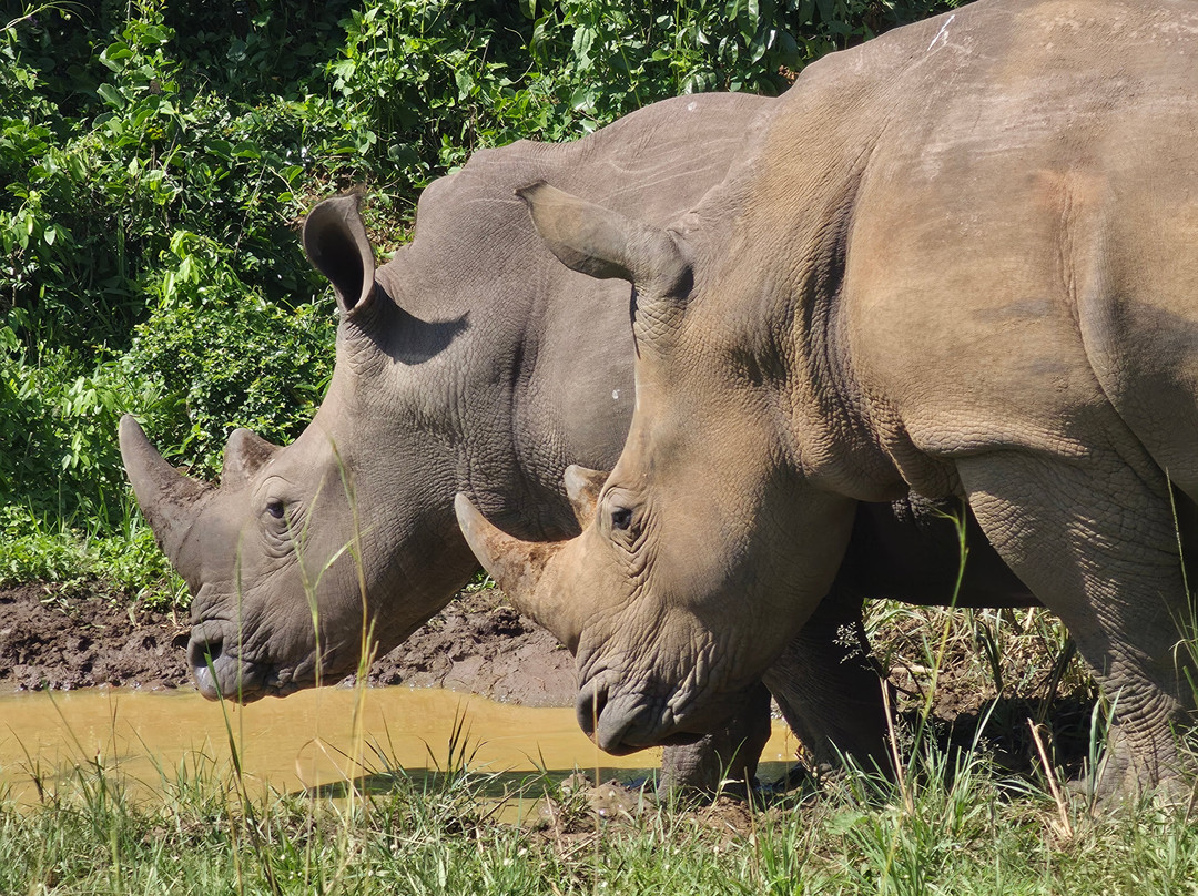 Kigezi Vima Safaris-Kibale National Park必去景点