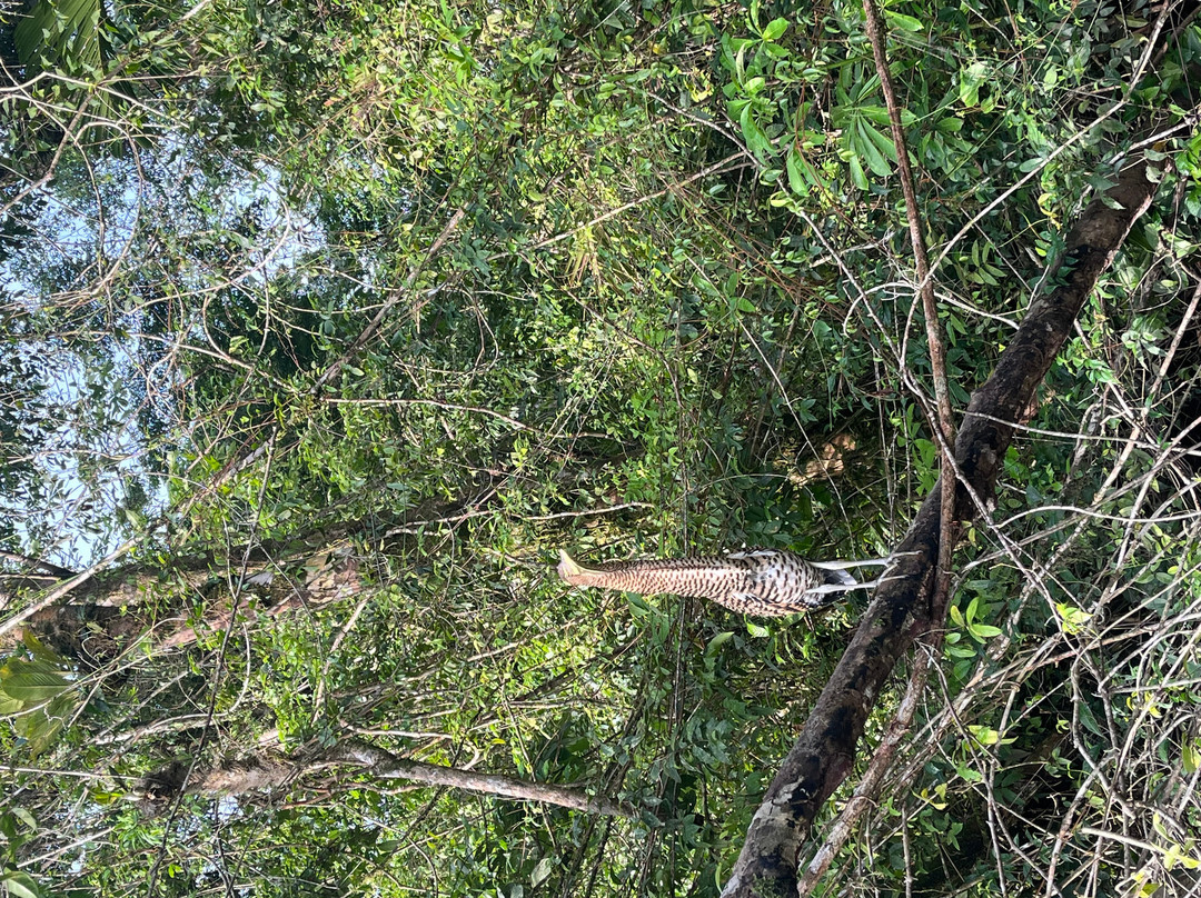 Costa Rica Roots Tours-托图杰多必去景点