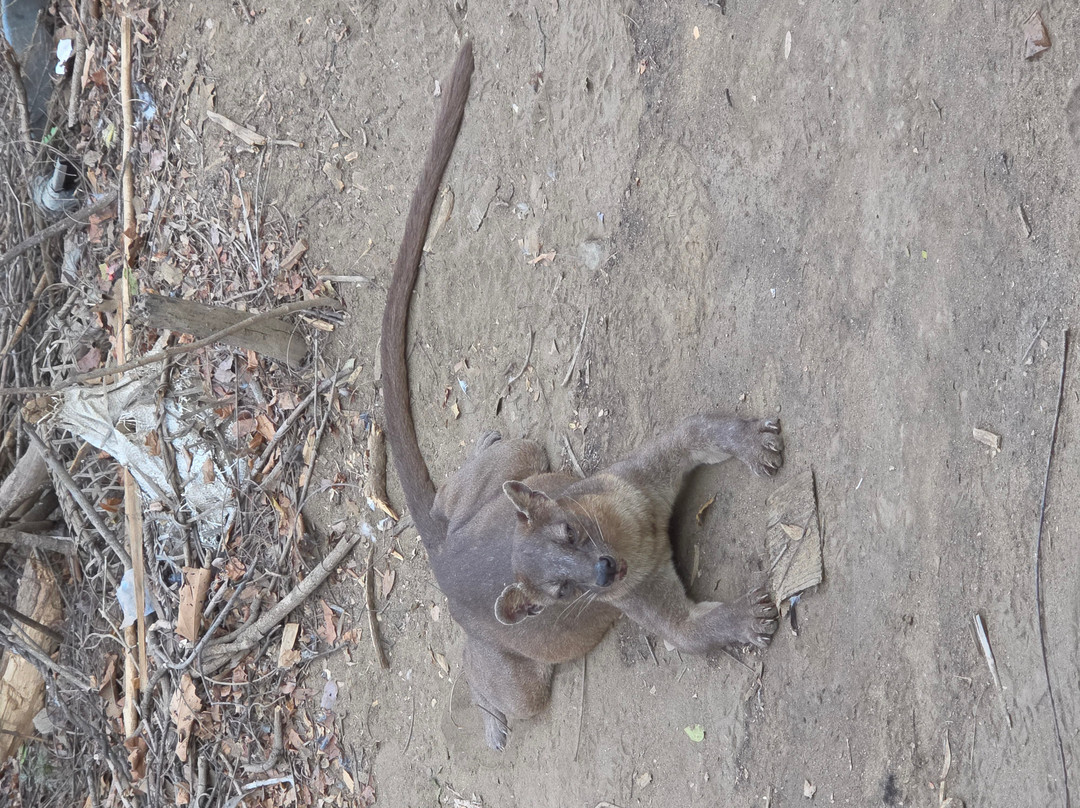 Kirindy Forest Morondava Madagascar-Morondava必去景点