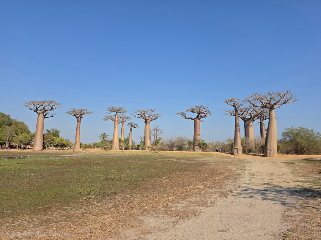 Avenue of the Baobabs-Morondava必去景点