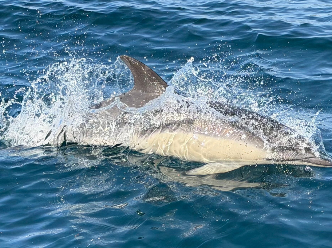 West Cork Ocean Tours-Union Hall必去景点