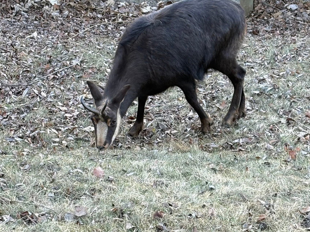 Parc Animalier d'Introd-Introd必去景点