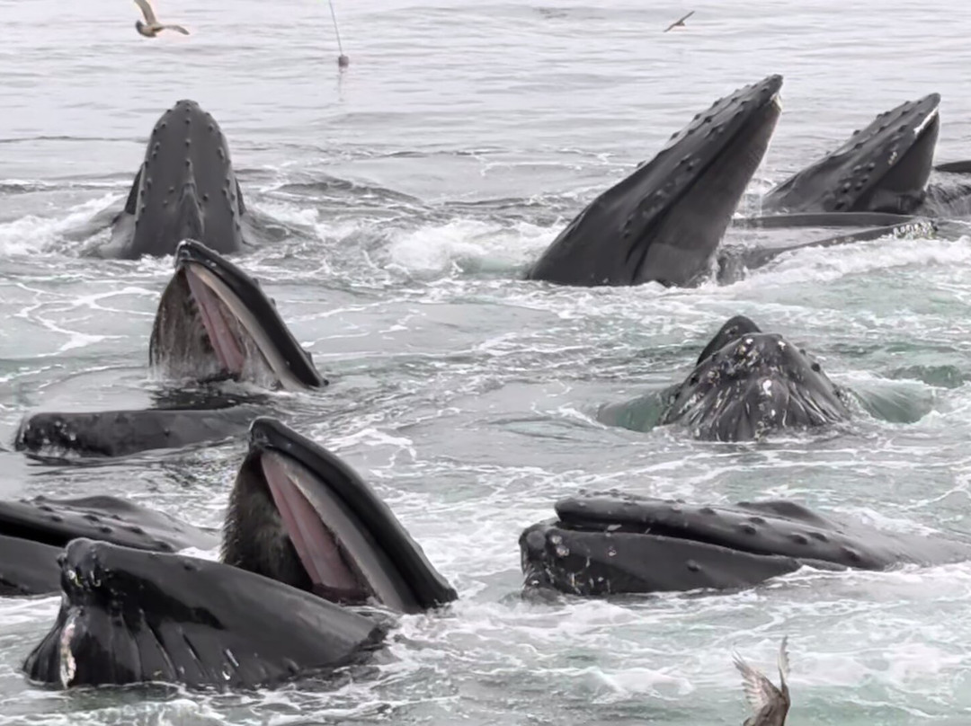 Hyannis Whale Watcher Cruises-Barnstable必去景点