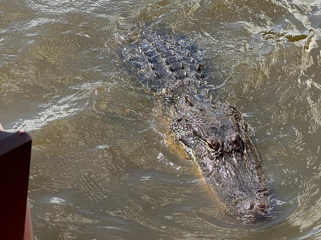 Atchafalaya Basin Landing & Airboat Swamp Tours-布里奥克斯桥必去景点