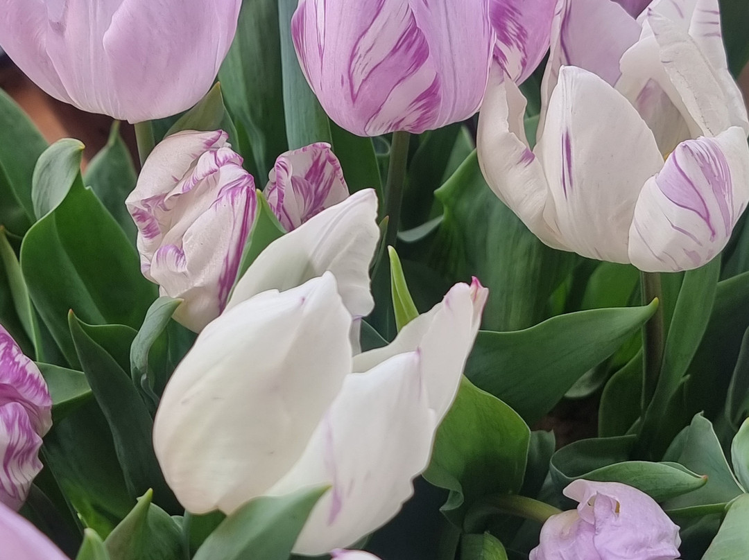 Table Cape Tulip Farm-温耶德必去景点