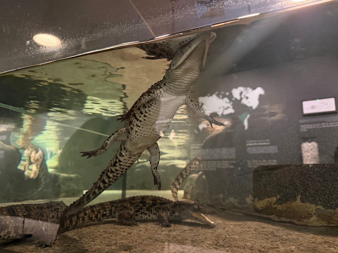 Dubai Crocodile Park-迪拜必去景点
