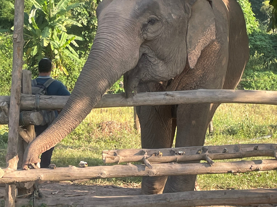 MandaLao Elephant Conservation-琅勃拉邦必去景点