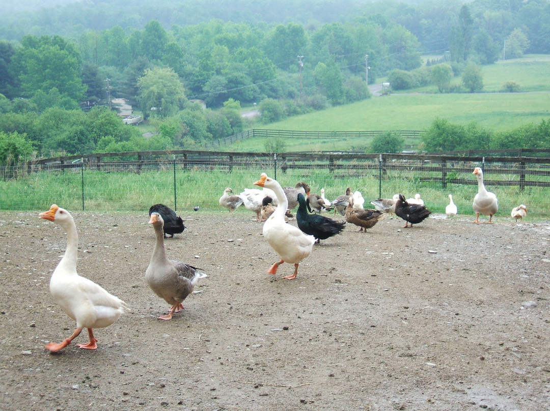 Farm Sanctuary景点图片