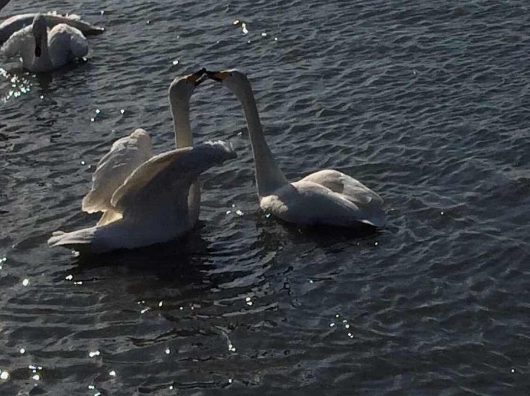 东方天鹅湖-荣成市必去景点